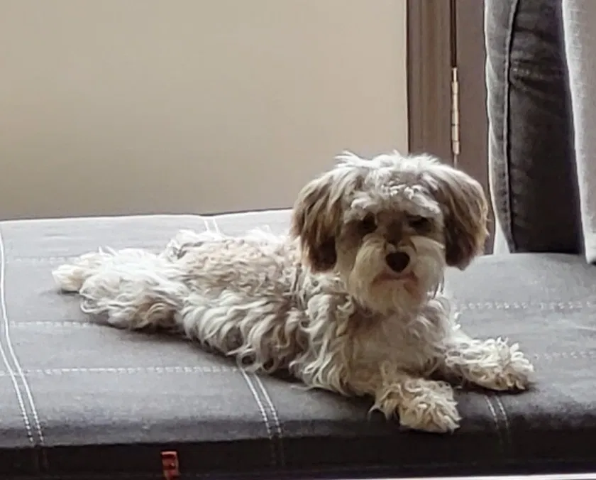 Lost dog in Epworth, GA, 30541