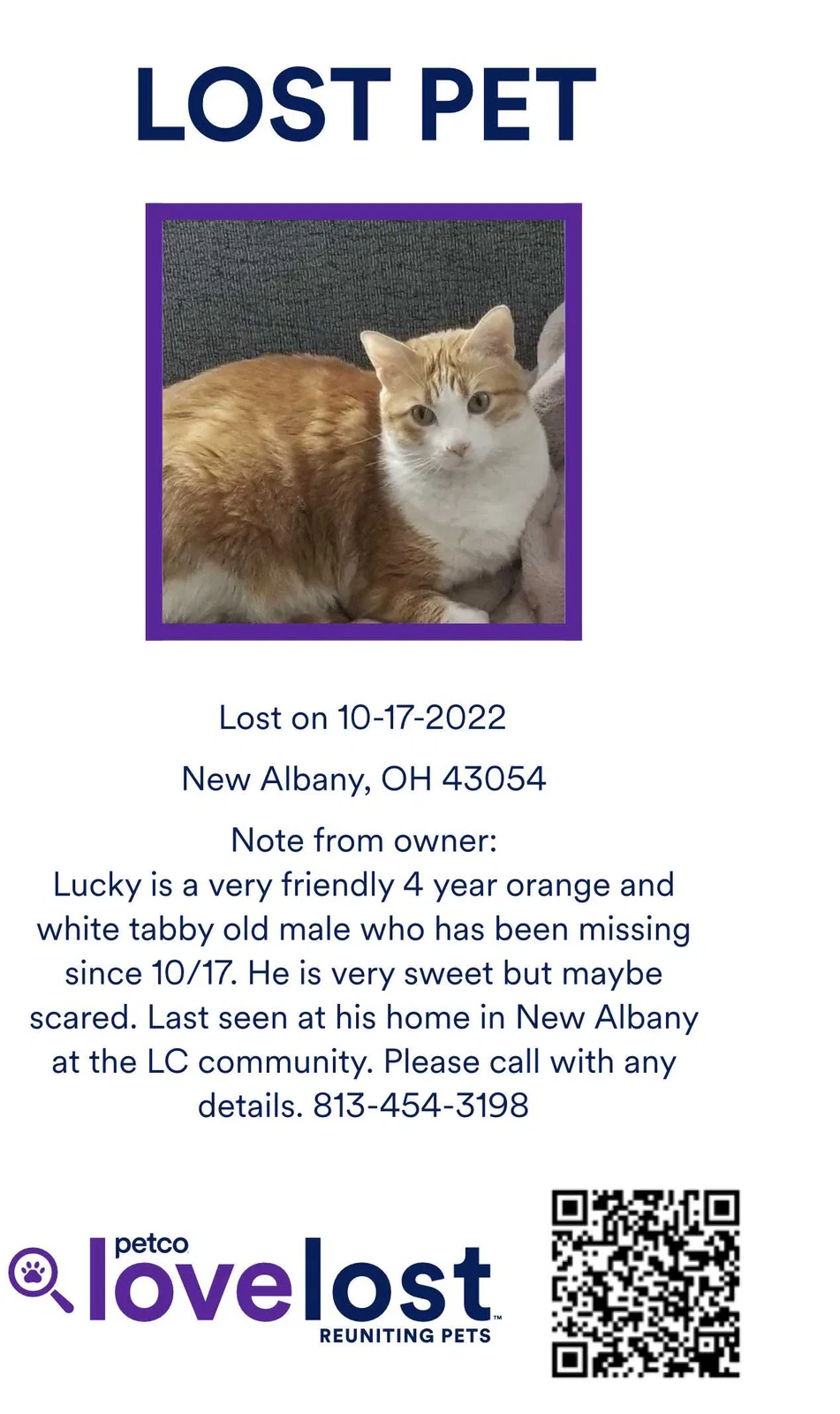 Lost cat in New Albany, OH, 43054