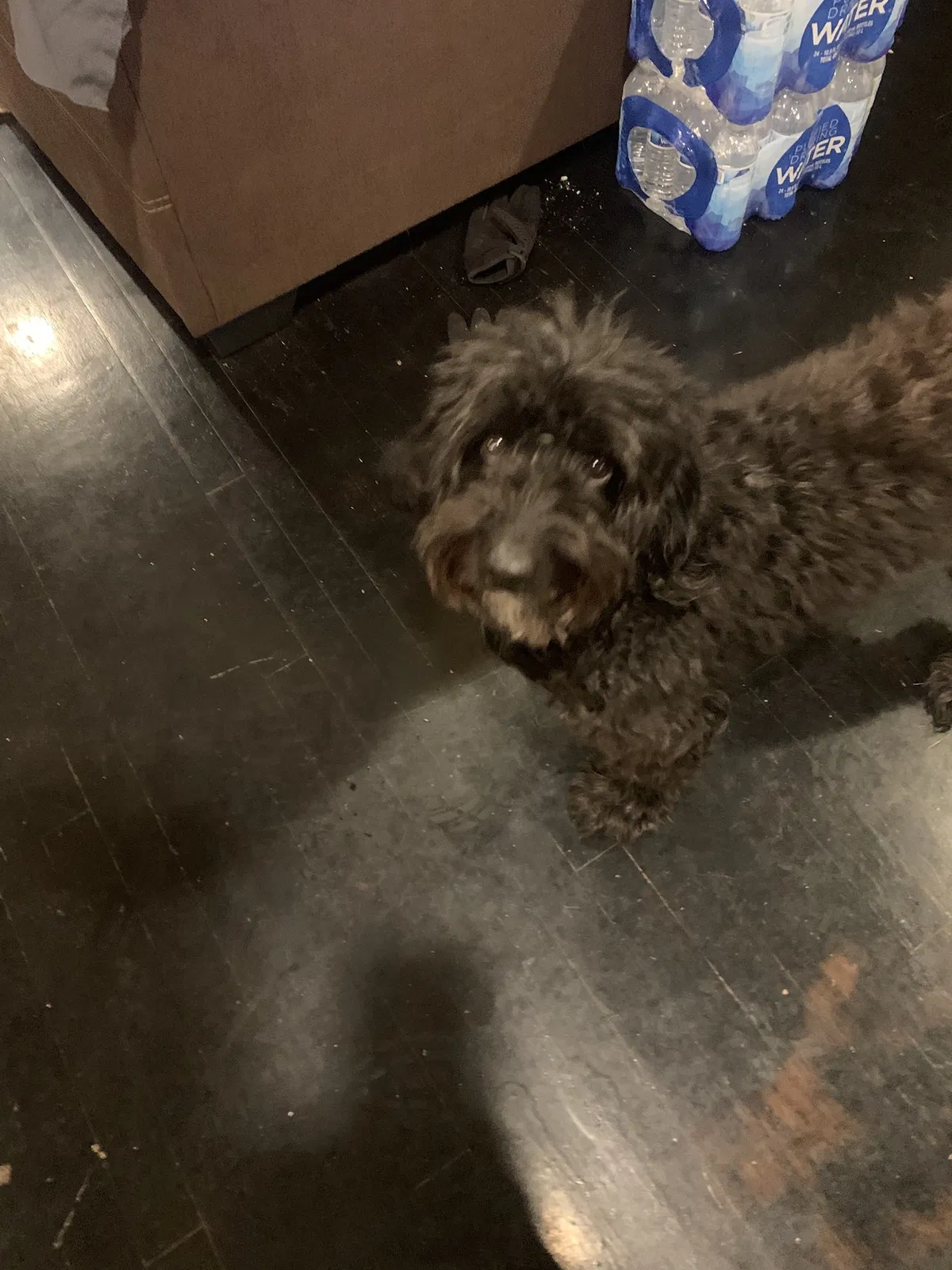 Lost dog in Hurst, TX, 76053