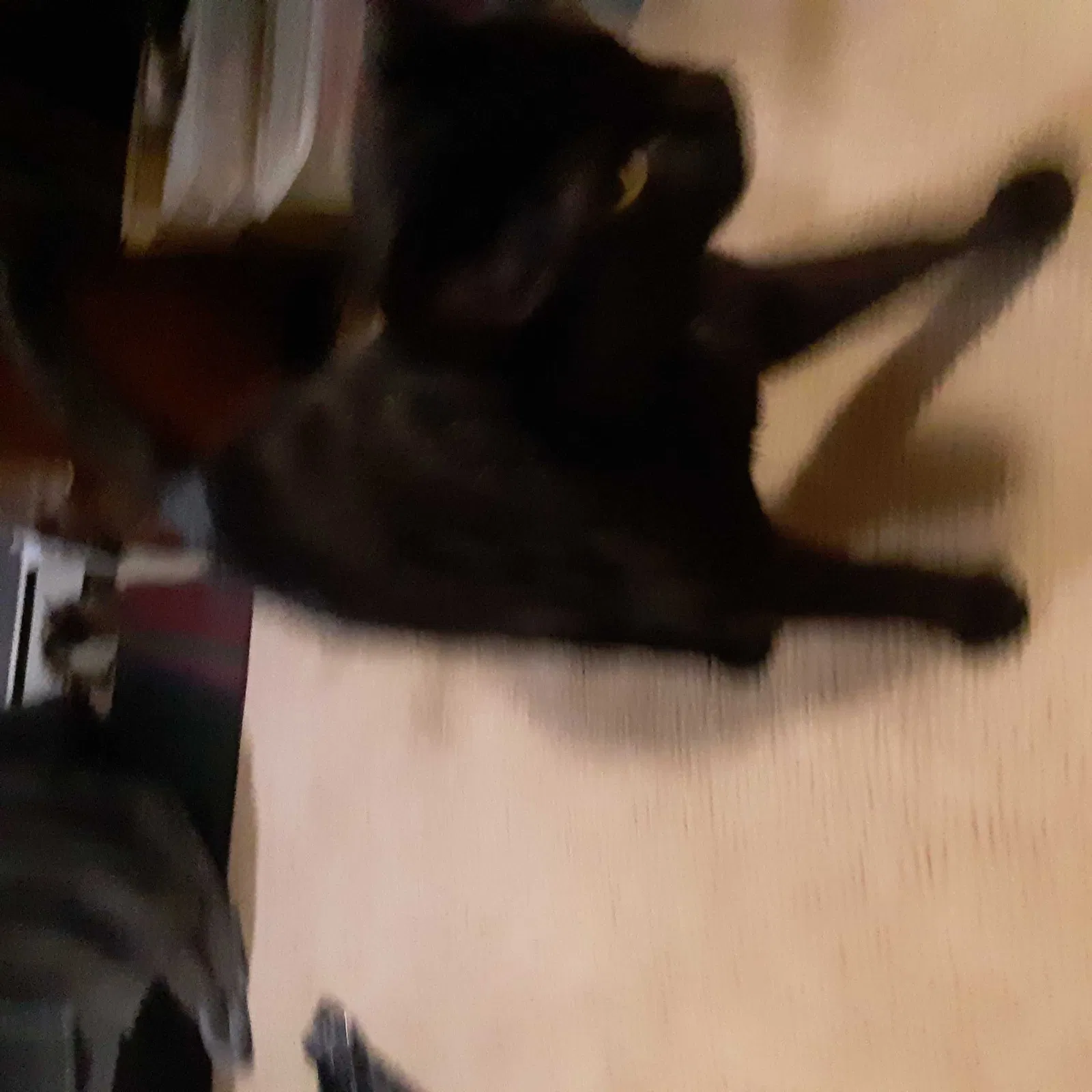 Found cat in Fowlerville, MI, 48836