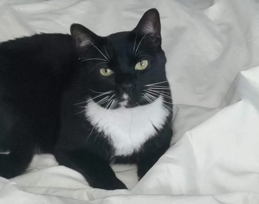 Lost cat in Nokomis, FL, 34275
