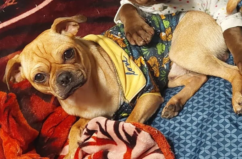 Lost dog in Houston, TX, 77083