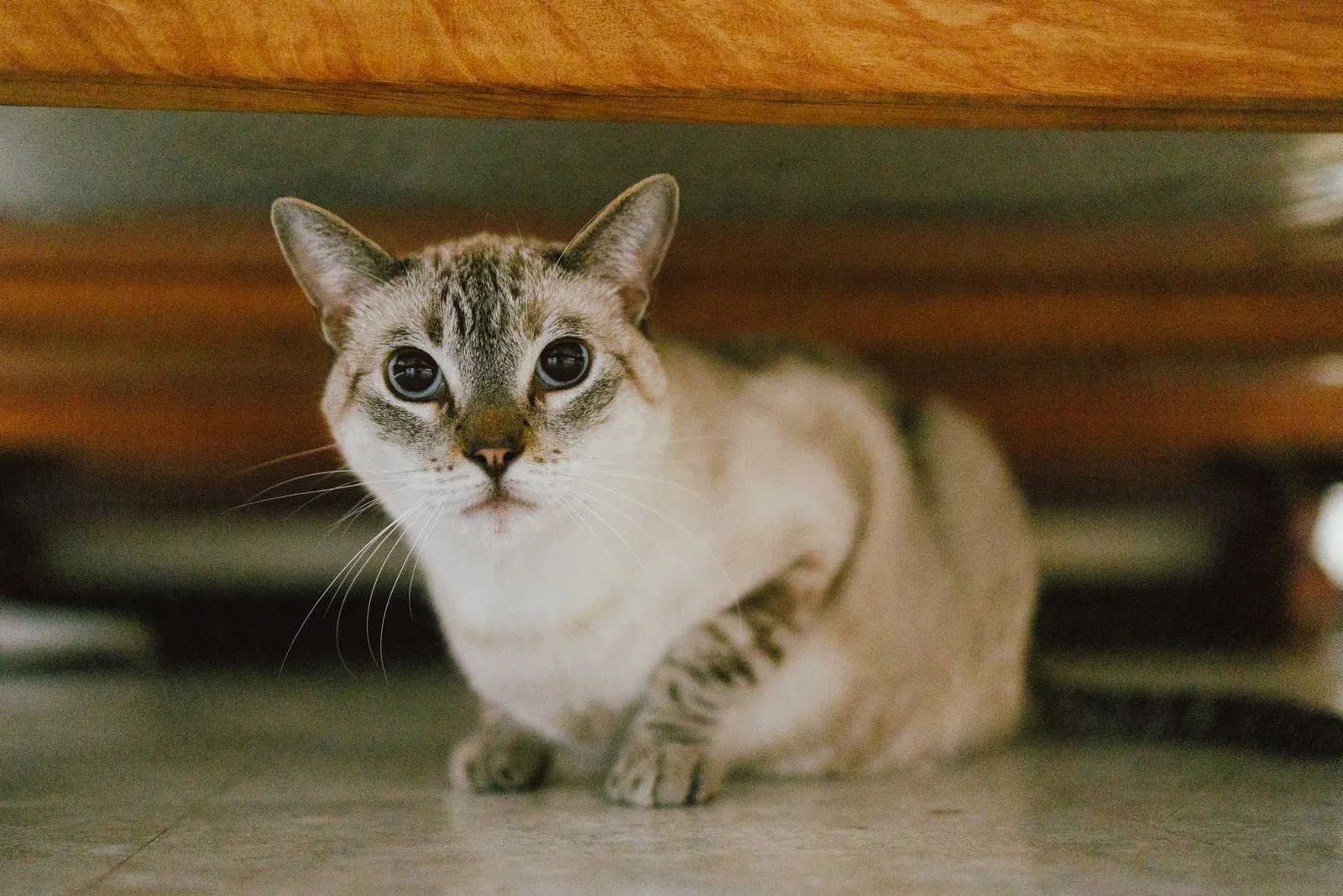 Lost cat in Los Angeles, CA, 90066