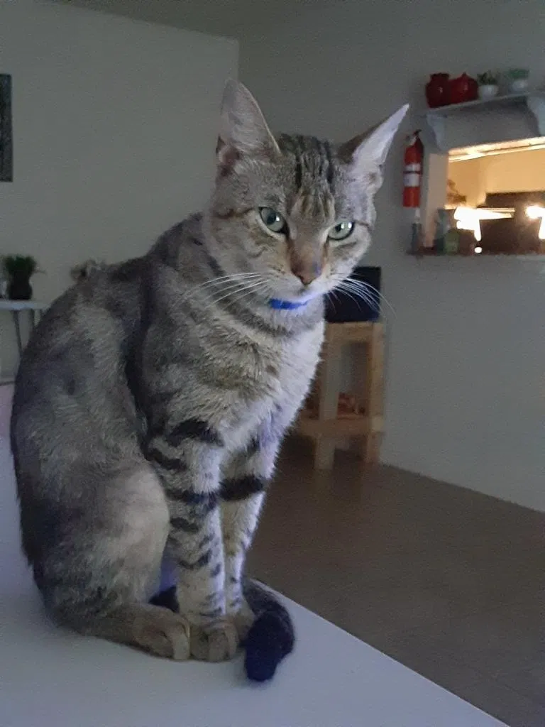Lost cat in Pasadena, TX, 77506