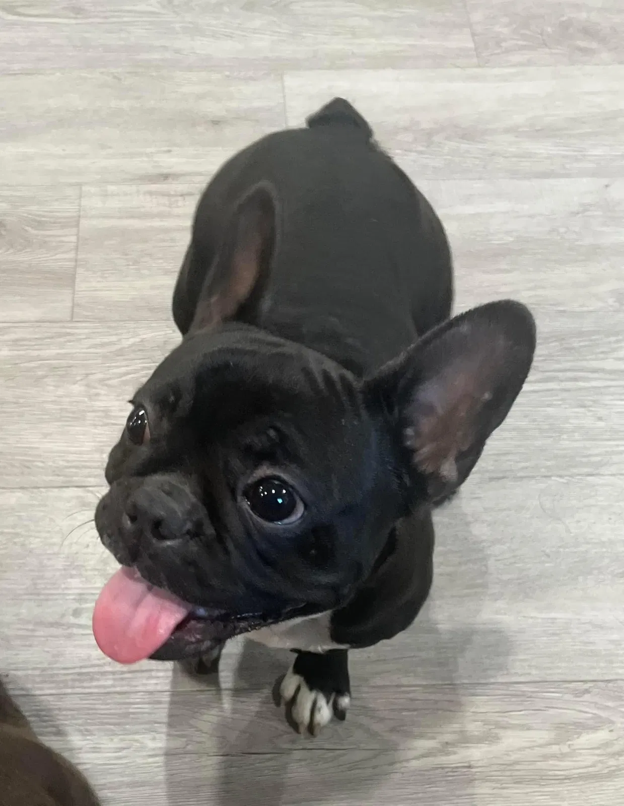Lost dog in Lynwood, CA, 90262