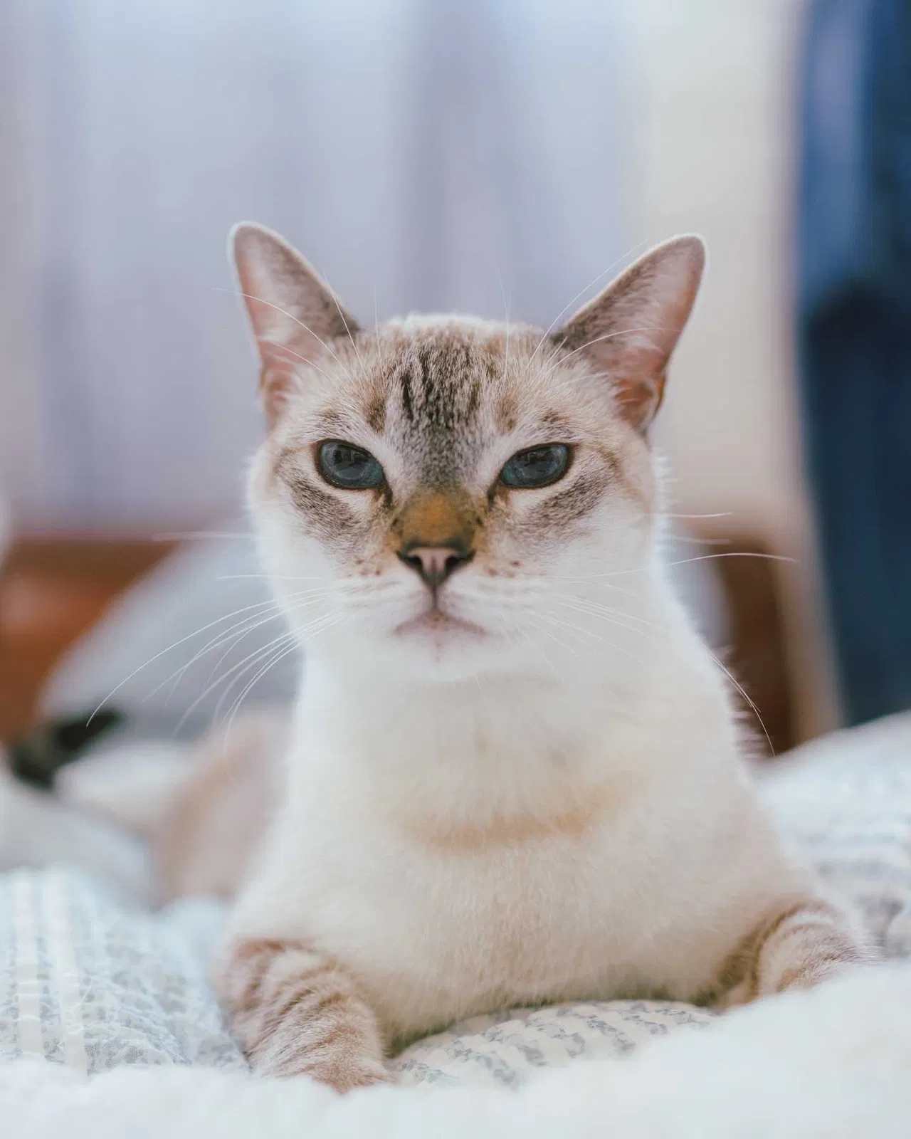 Lost cat in Los Angeles, CA, 90066