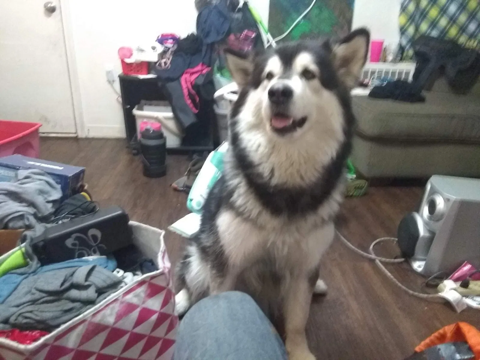 Lost dog in Clearfield, UT, 84015