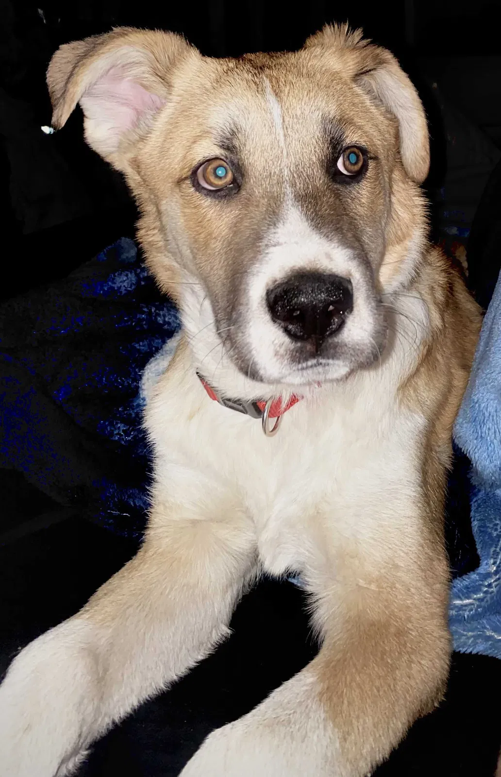 Lost dog in Albuquerque, NM, 87105