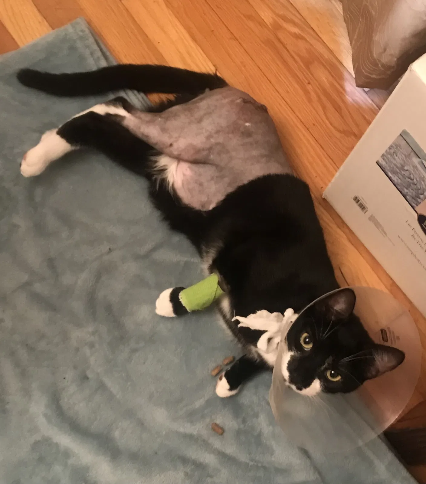 Lost cat in Midlothian, VA, 23112