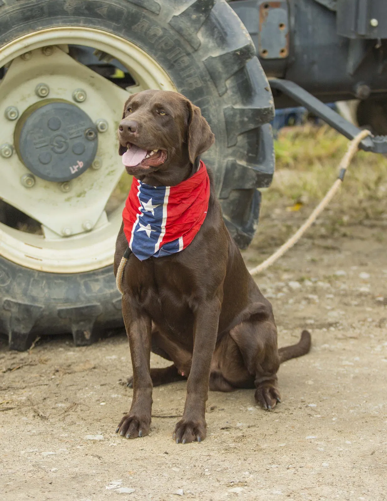 Lost dog in Jerico Springs, MO, 64756
