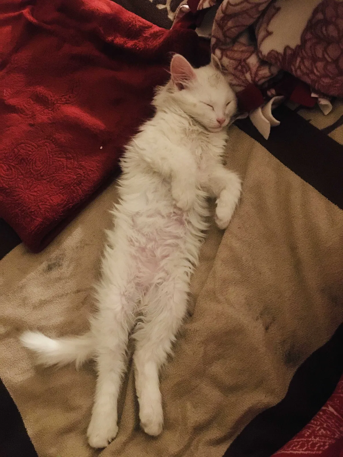 Lost cat in Clearfield, UT, 84015