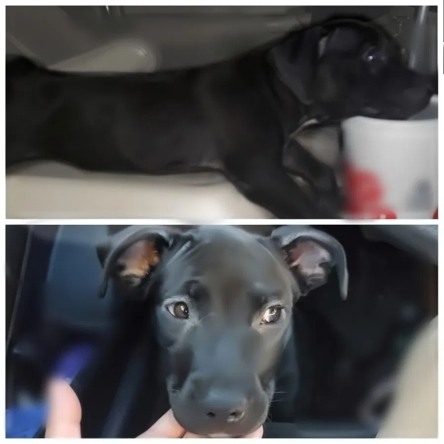 Lost dog in Tulsa, OK, 74115