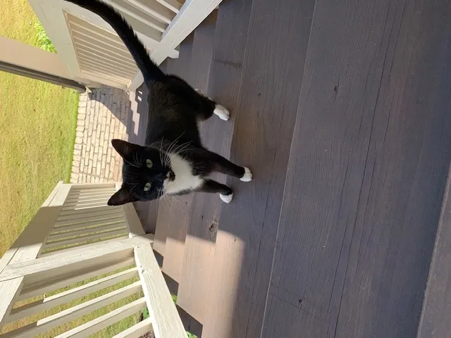 Found cat in Locust Grove, GA, 30248