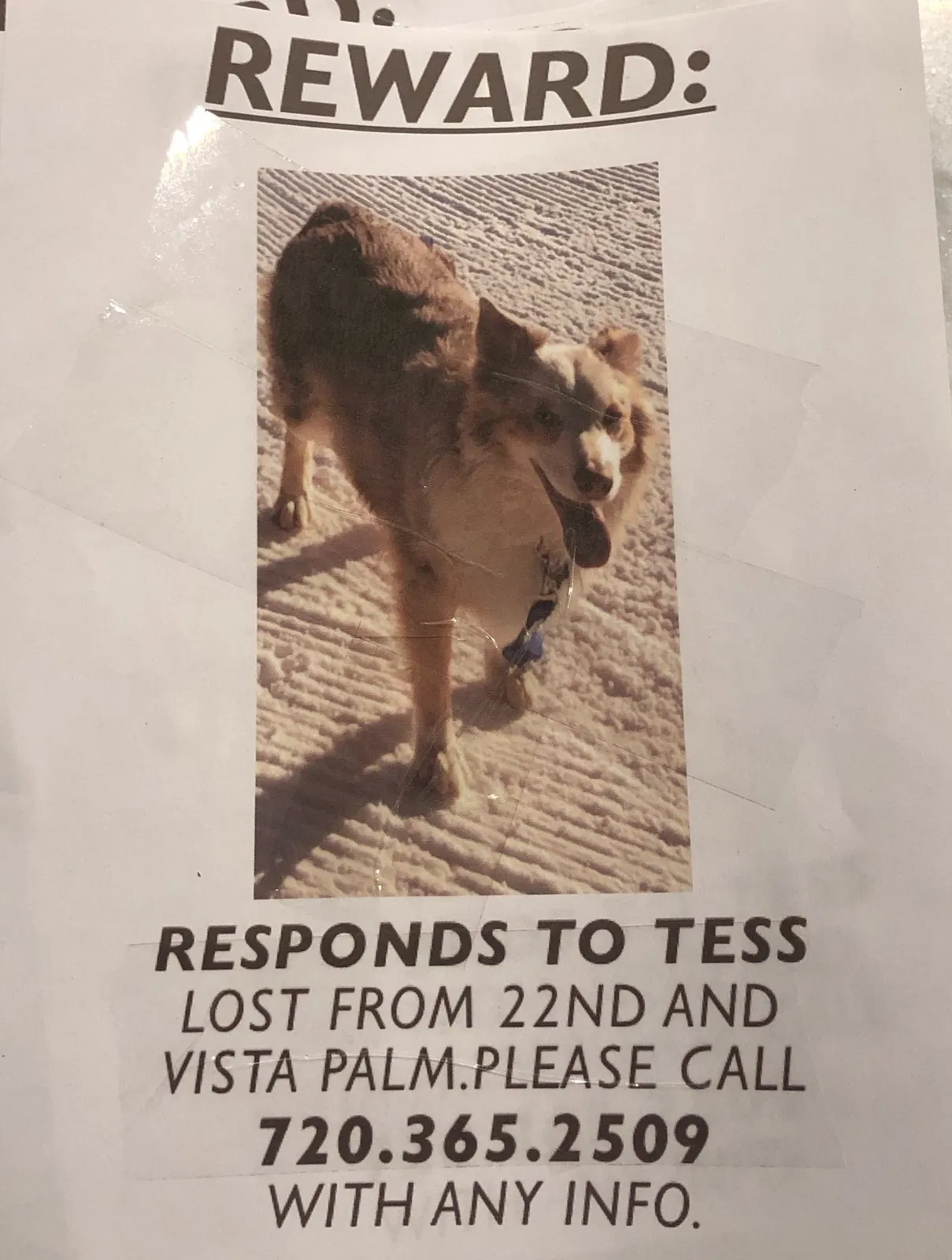 Lost dog in Edgewater, FL, 32141