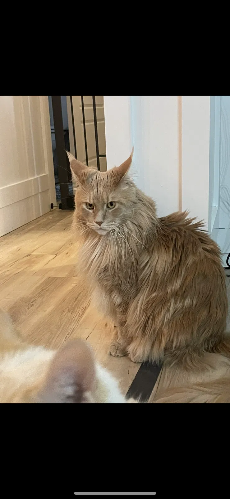 Lost cat in Saint Louis, MO, 63126