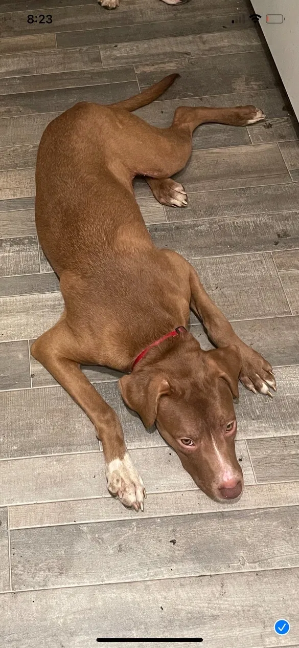 Lost dog in Henderson, NV, 89015