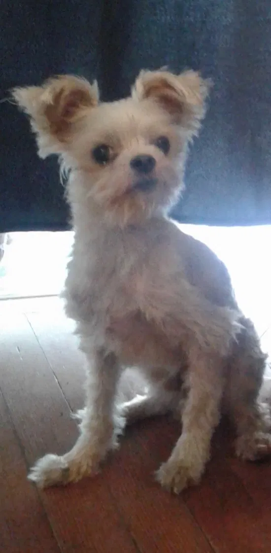 Lost dog in Pomona, CA, 91768