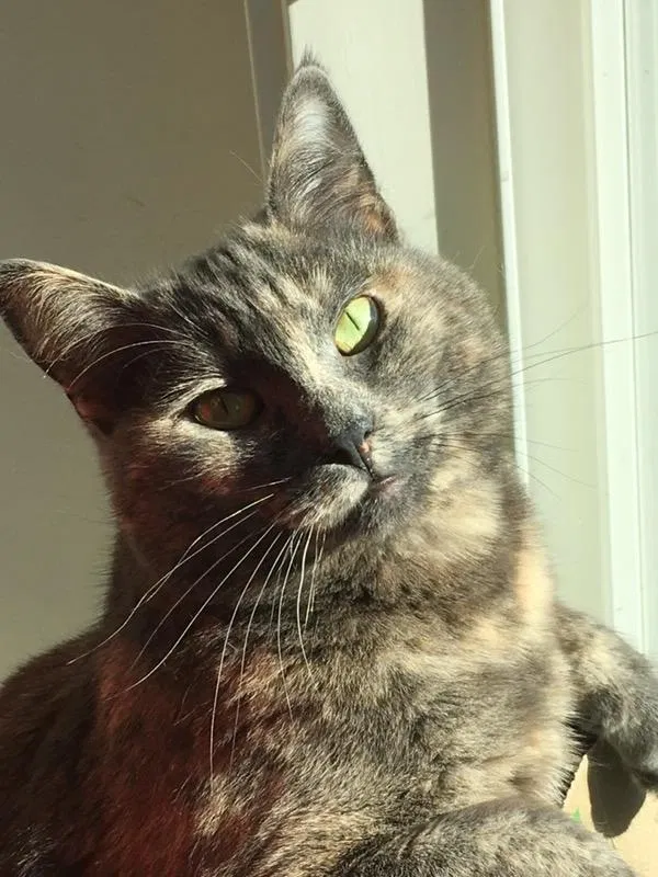 Lost cat in San Francisco, CA, 94131