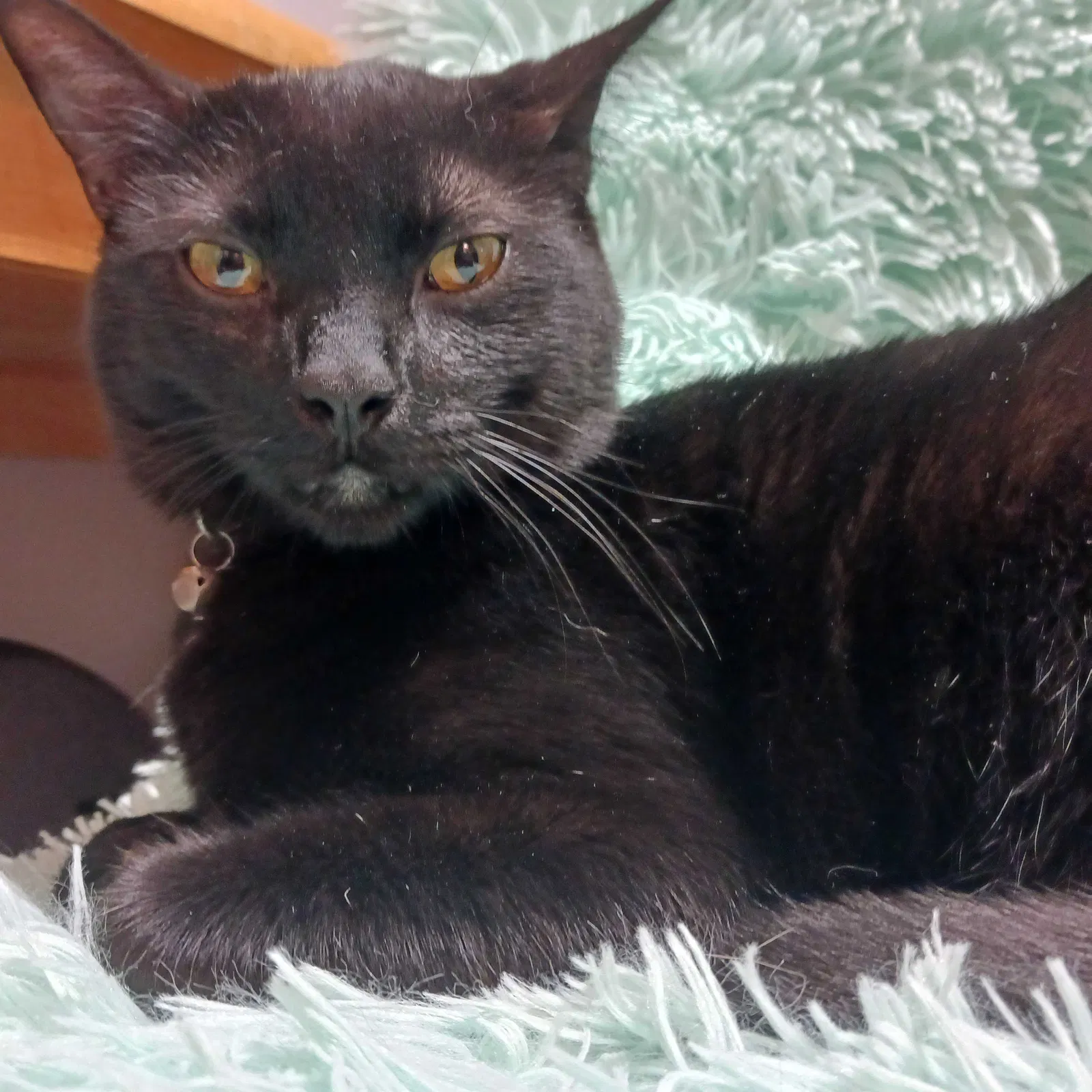Lost cat in Richland, IN, 47634