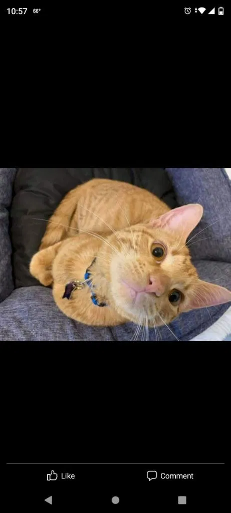 Lost cat in Temple, TX, 76504
