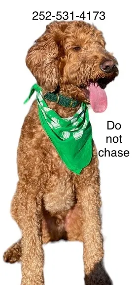 Lost dog in La Jolla, CA, 92037