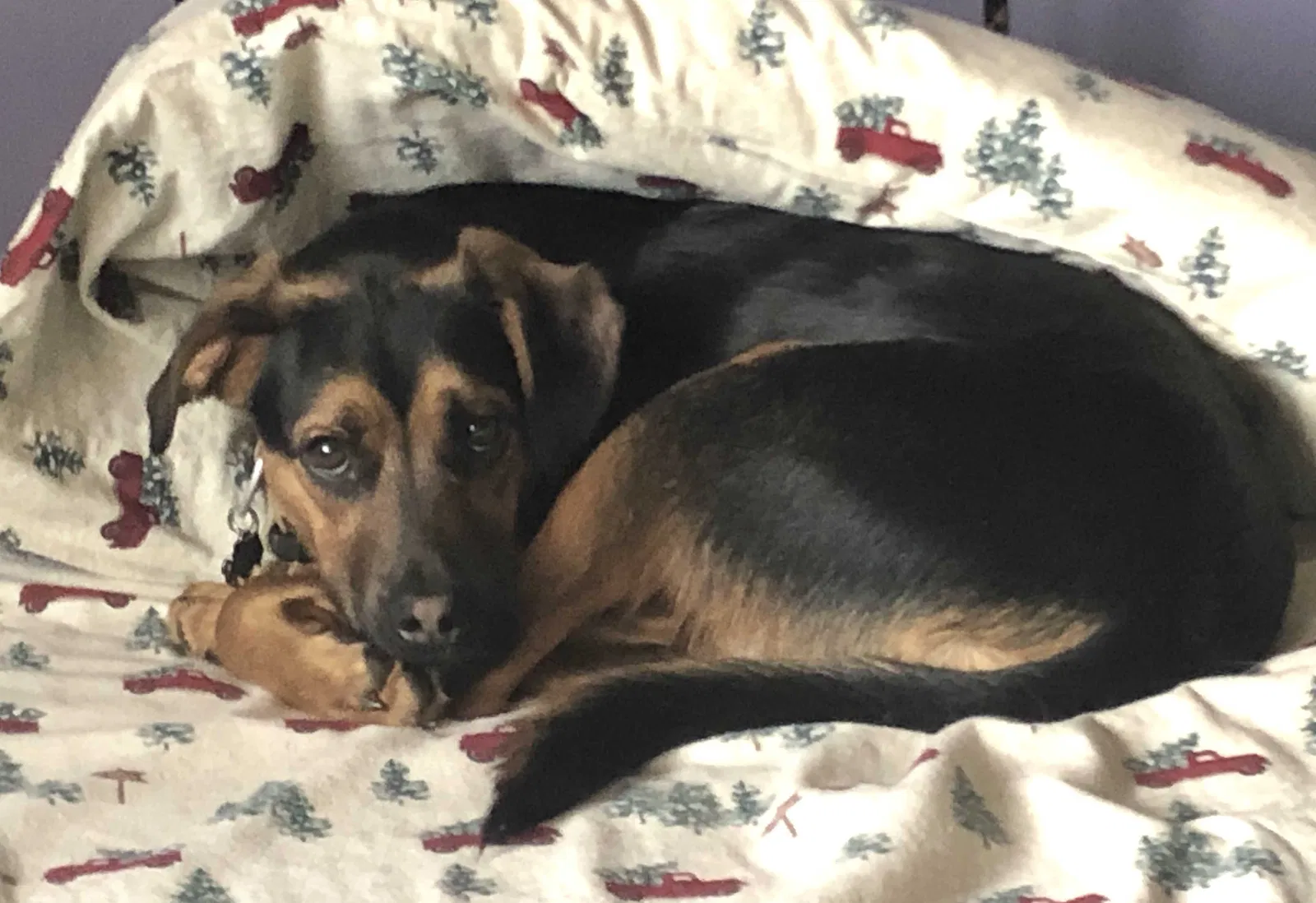 Lost dog in Saint Louis, MO, 63129
