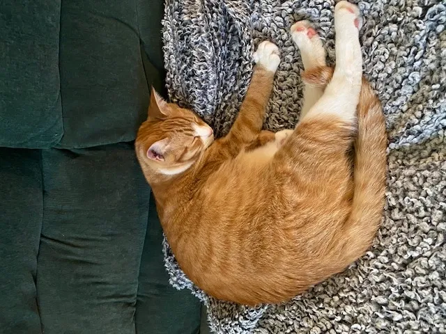 Lost cat in York, PA, 17407