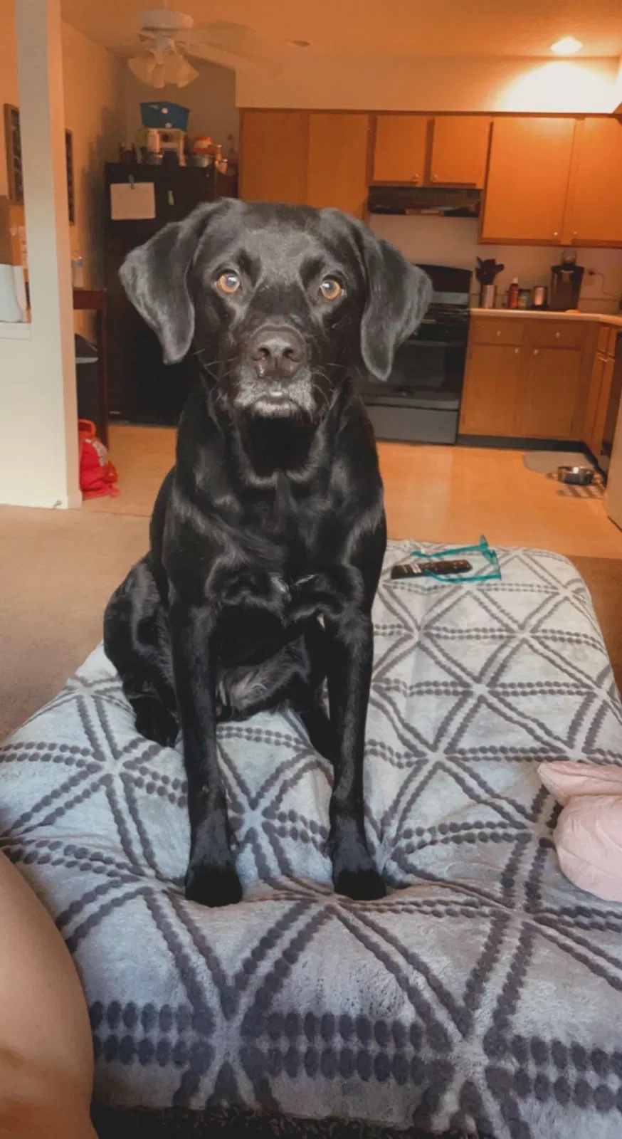 Lost dog in Saint Louis, MO, 63129
