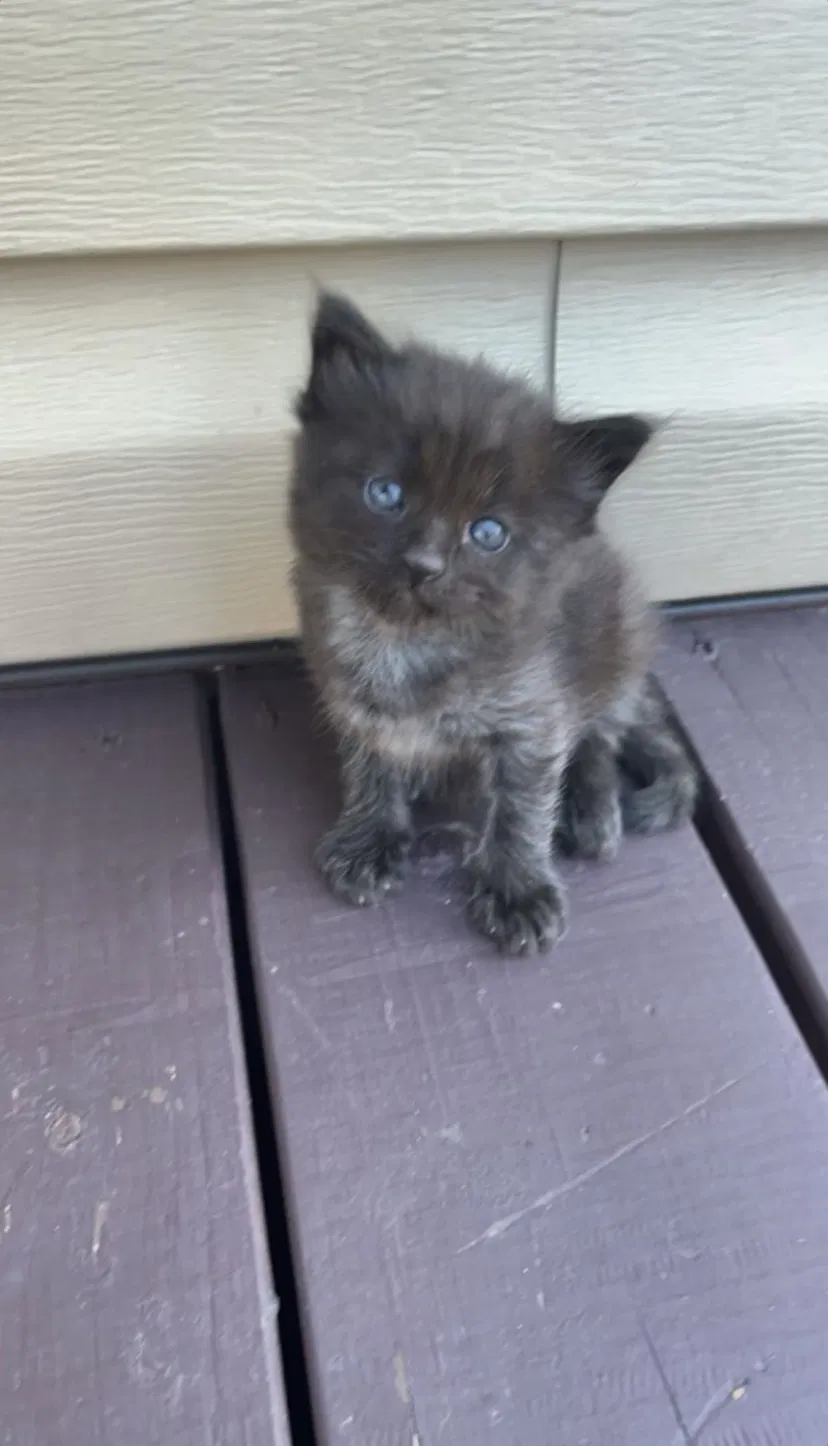 Lost cat in Dallas, TX, 75253