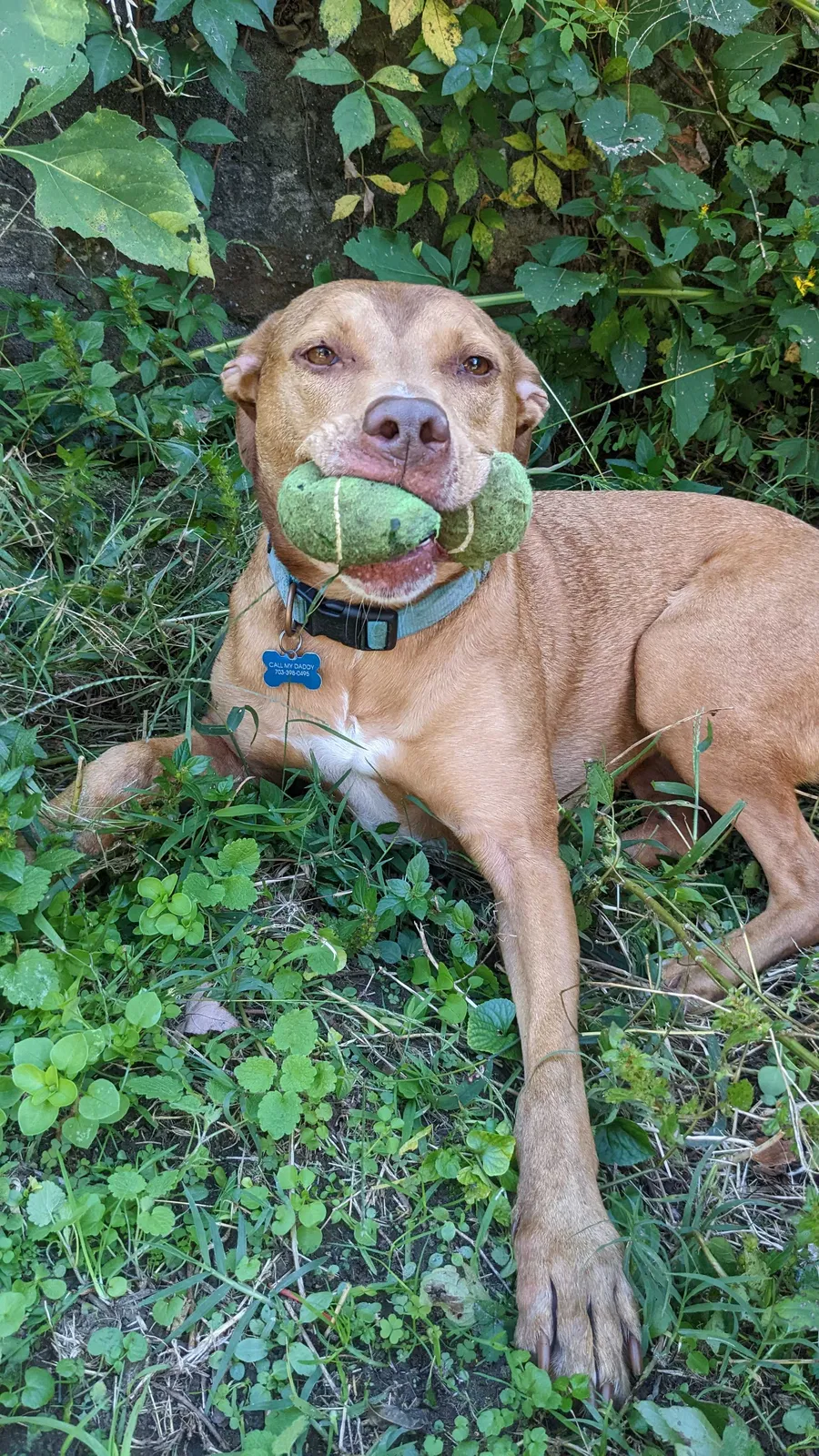 Lost dog in Stafford, VA, 22554