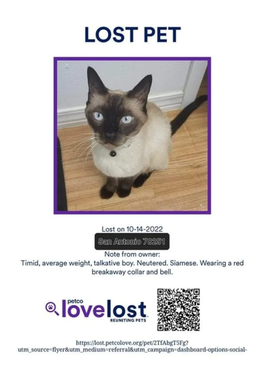 Lost cat in San Antonio, TX, 78251