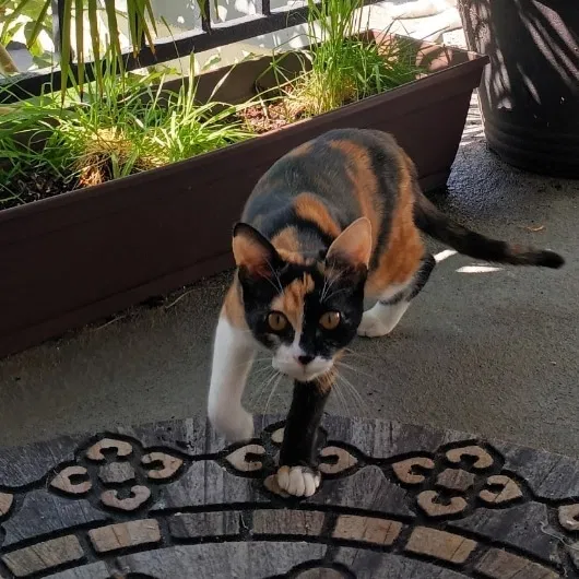Lost cat in Montclair, CA, 91763
