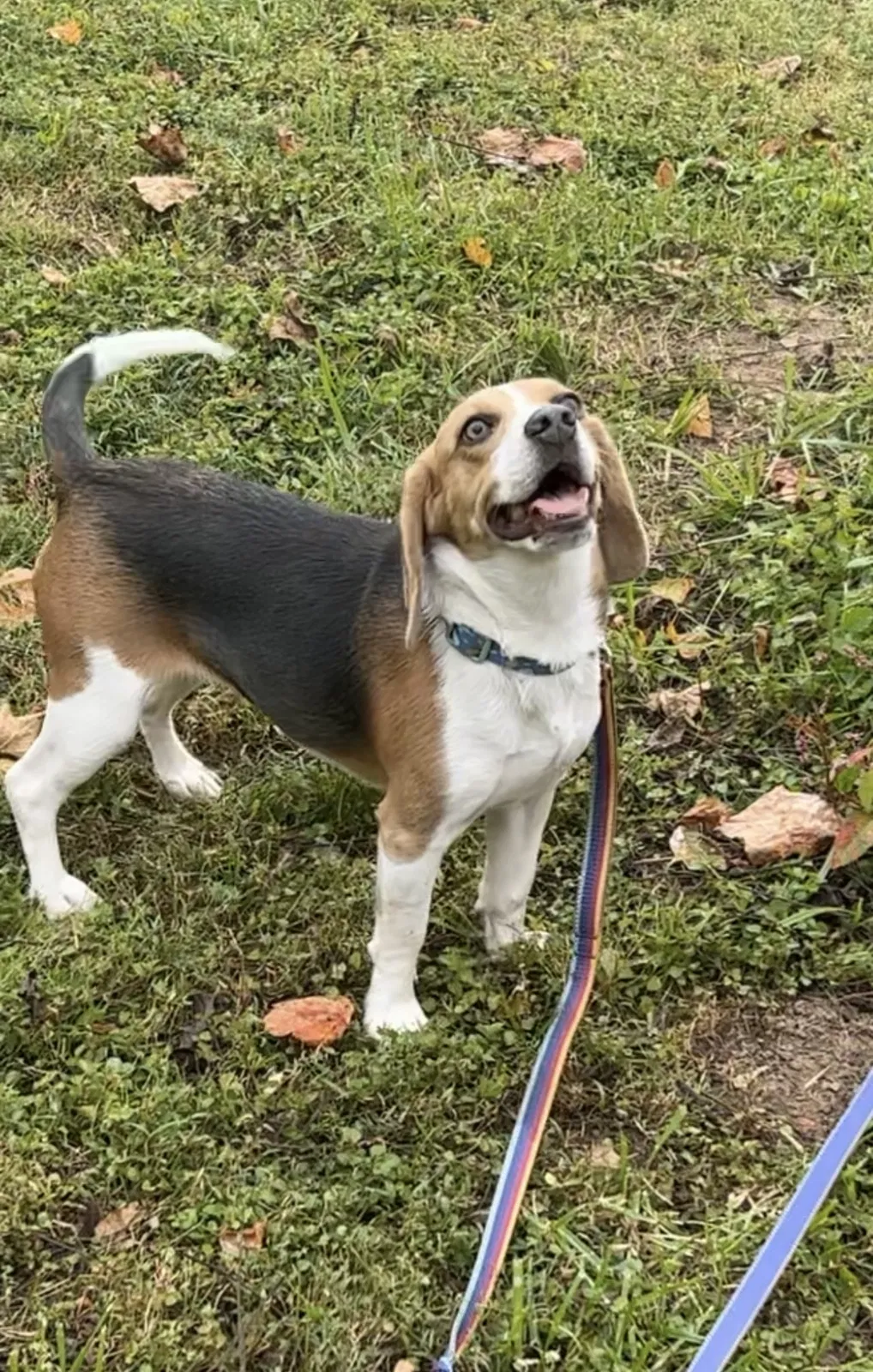 Lost dog in Chattanooga, TN, 37421