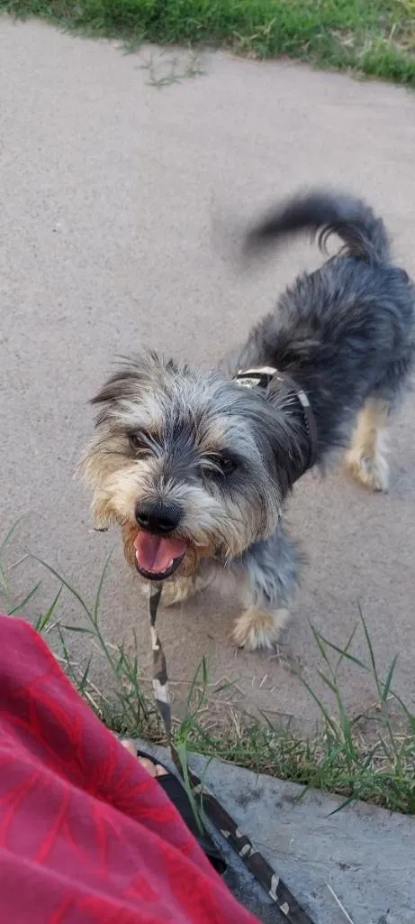 Lost dog in El Paso, TX, 79905