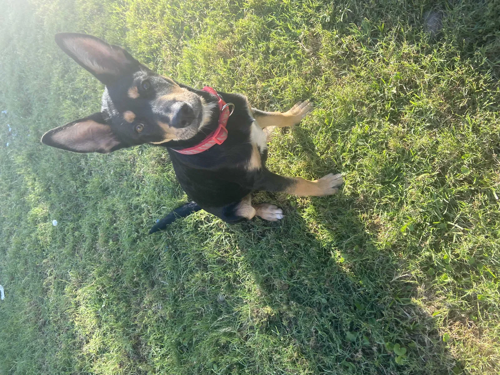 Lost dog in Dallas, TX, 75212
