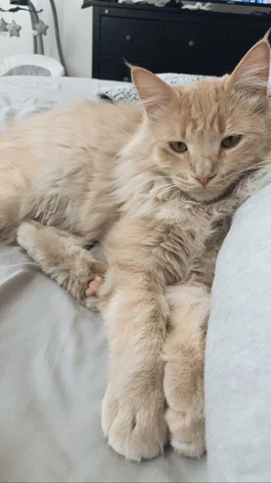 Lost cat in Las Vegas, NV, 89149