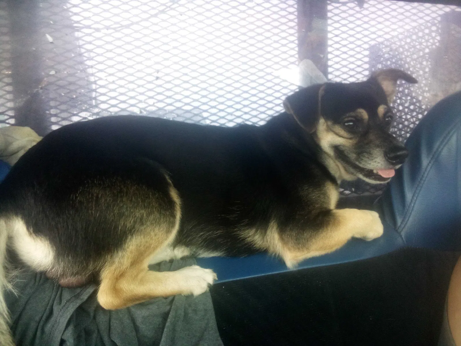 Lost dog in Unknown, TX, 0