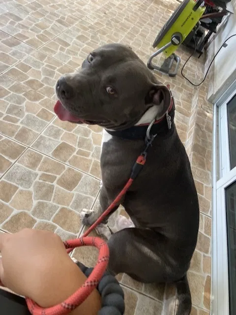 Lost dog in Miami, FL, 33157
