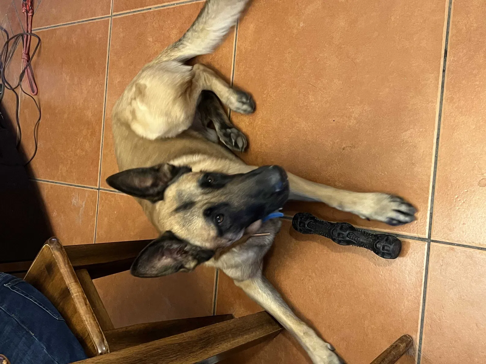 Lost dog in Tucson, AZ, 85706