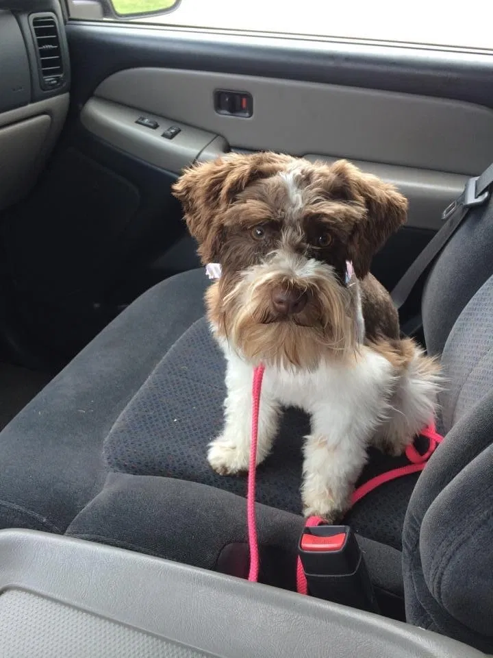 Lost dog in Oklahoma City, OK, 73165