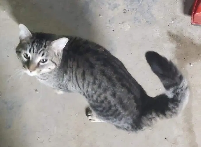 Lost cat in Grand Ledge, MI, 48837
