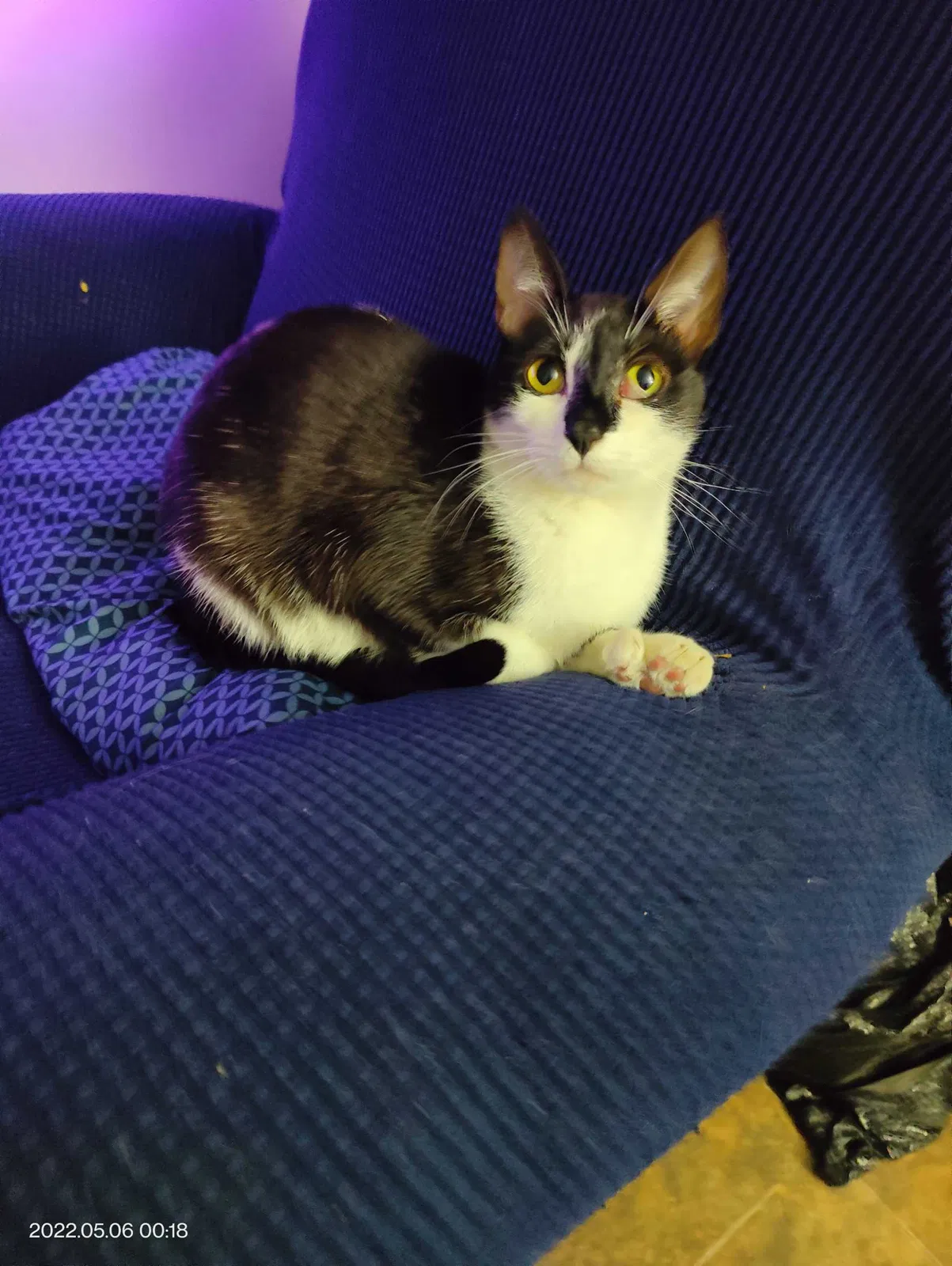 Lost cat in Riverbank, CA, 95367