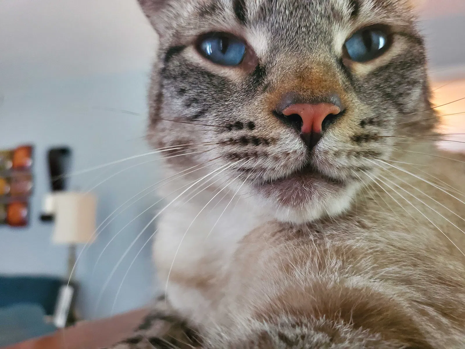 Lost cat in Pensacola, FL, 32534