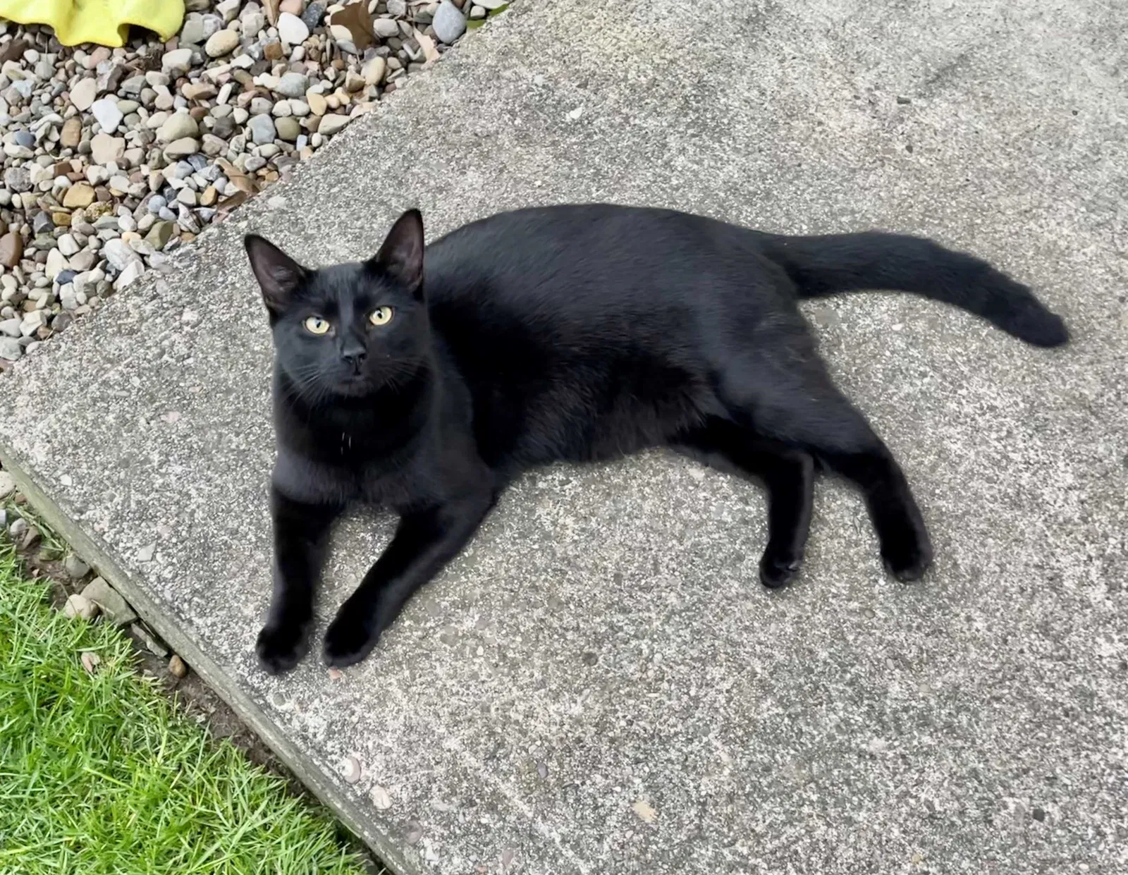 Lost cat in Bethel Park, PA, 15102