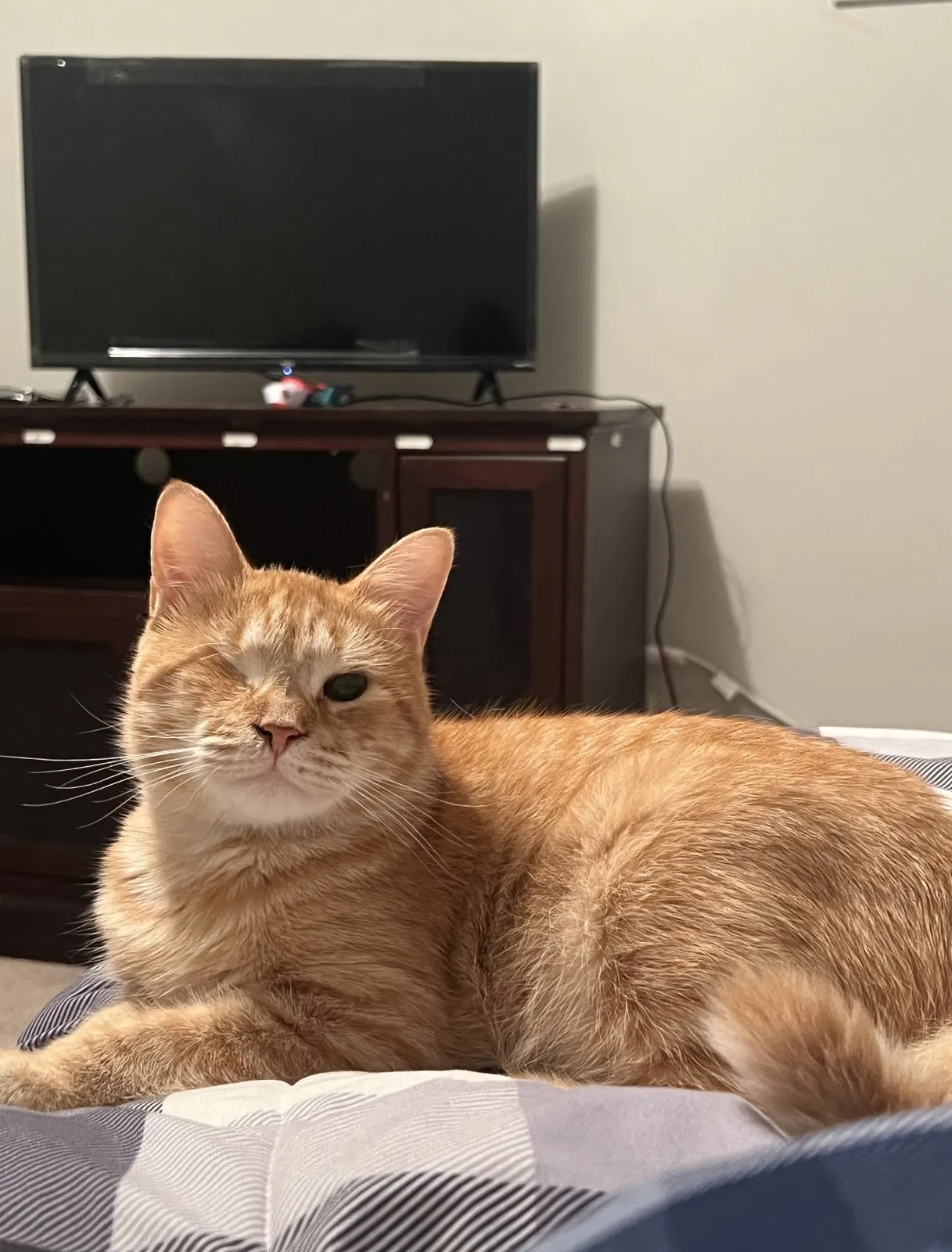 Lost cat in Morganton, NC, 28655