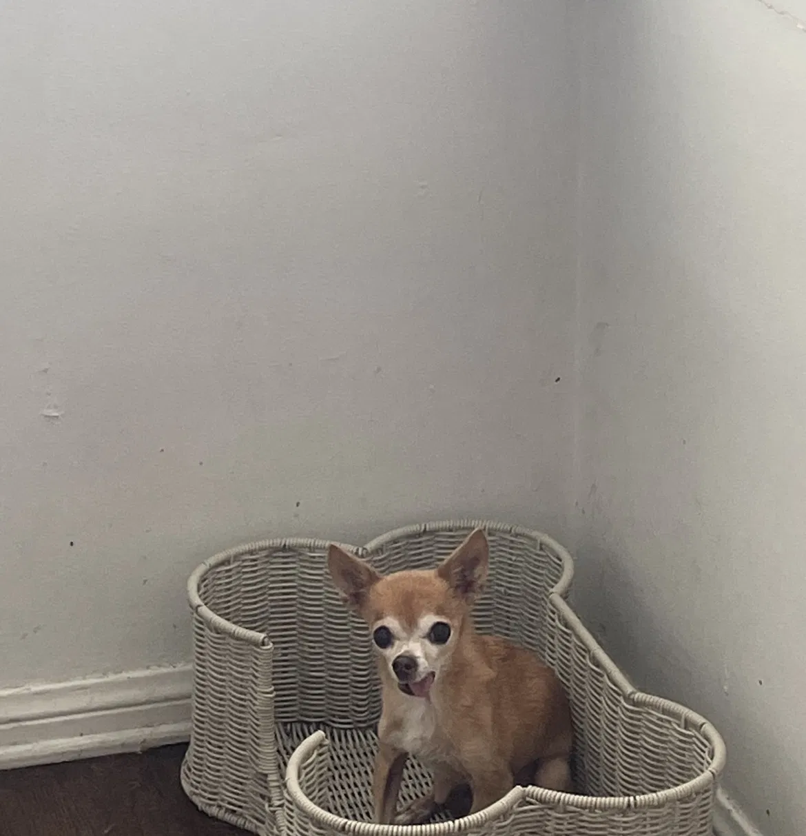 Lost dog in Los Angeles, CA, 90044