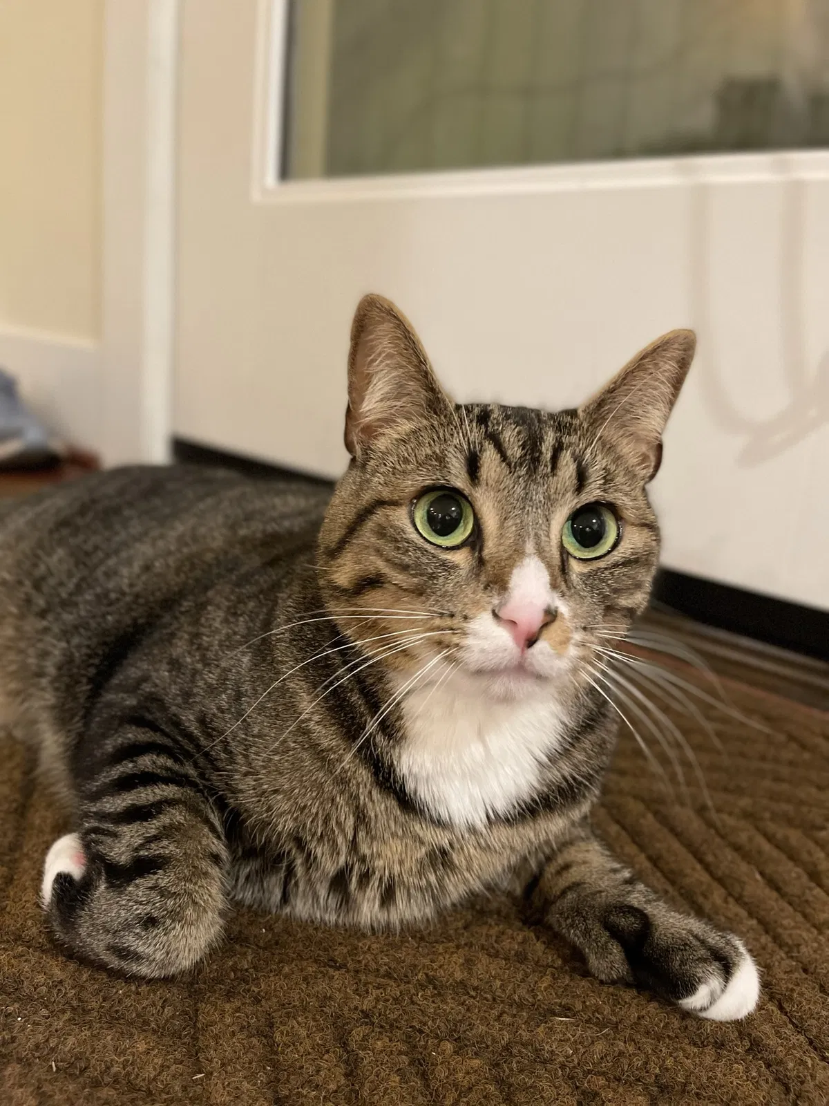 Lost cat in Seattle, WA, 98199