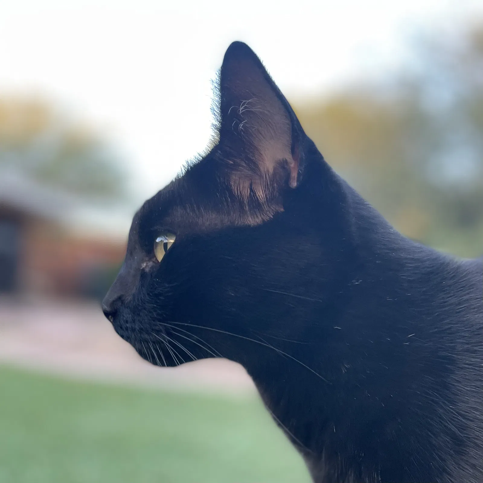 Lost cat in Tucson, AZ, 85711