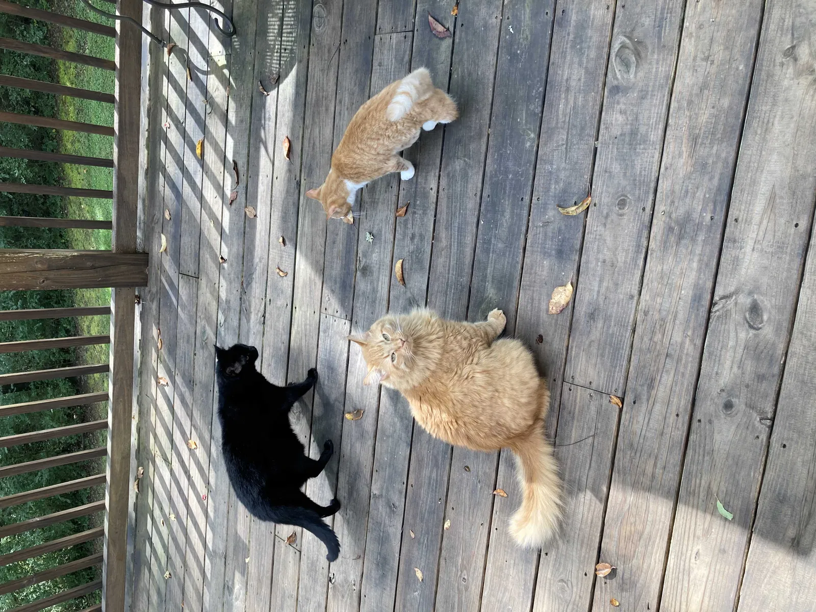 Lost cat in Hixson, TN, 37343