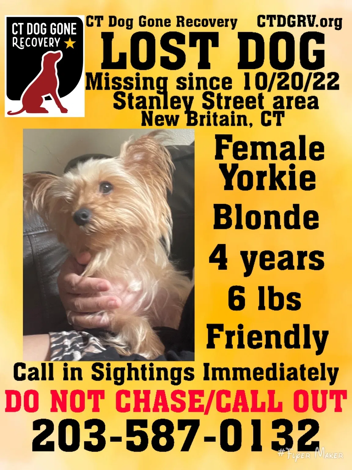 Lost dog in New Britain, CT, 6053